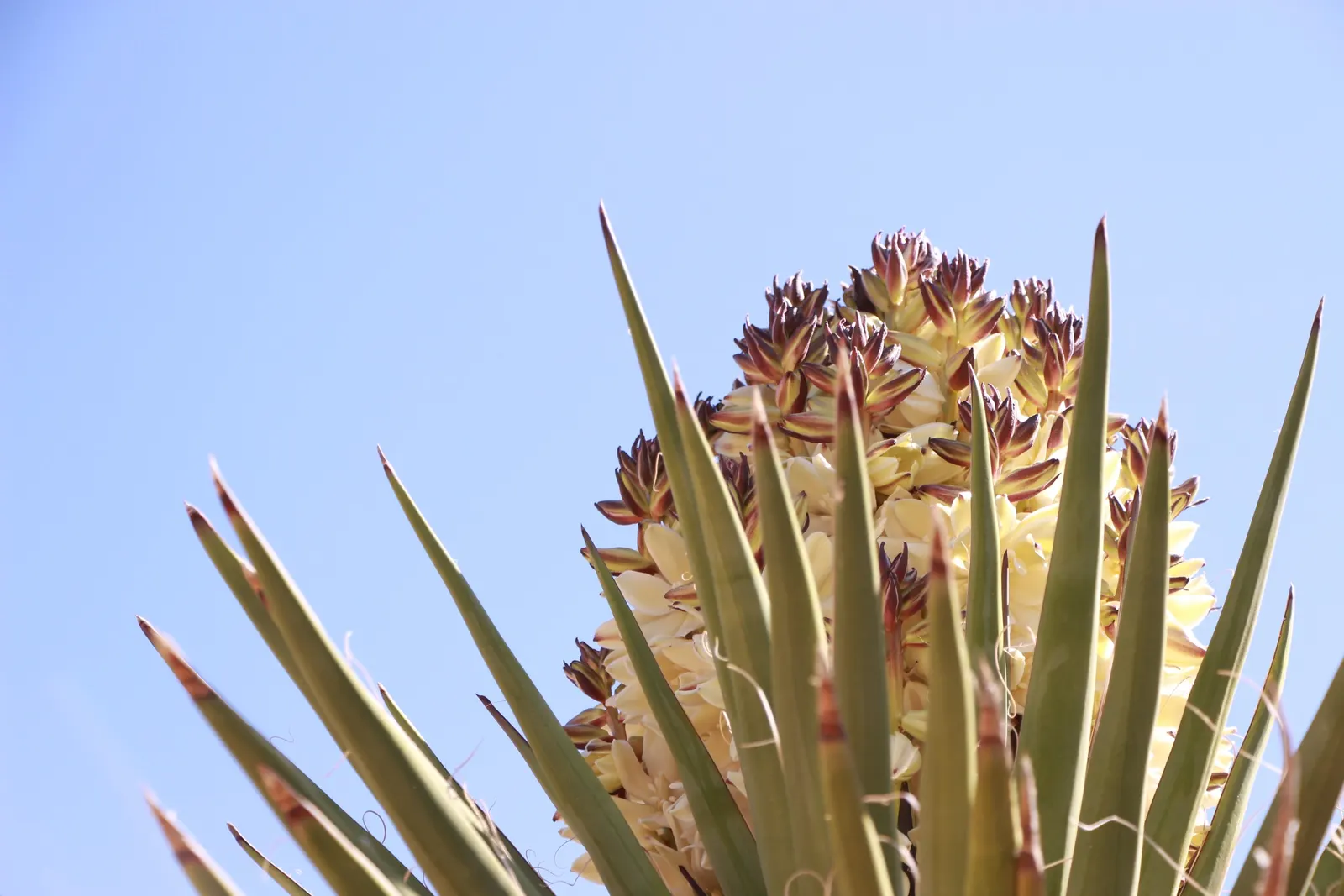 Mohave Yucca (Yucca Schidigera) — featuring pointed tips and fibrous margins
