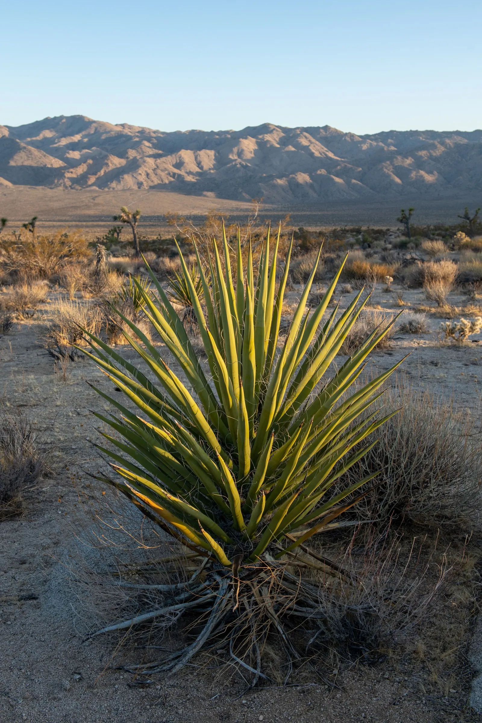 Mohave Yucca (Yucca Schidigera) — due to a bluish-green hue; sword-shaped leaves are typically about 1.5 to 2 feet long, image 70