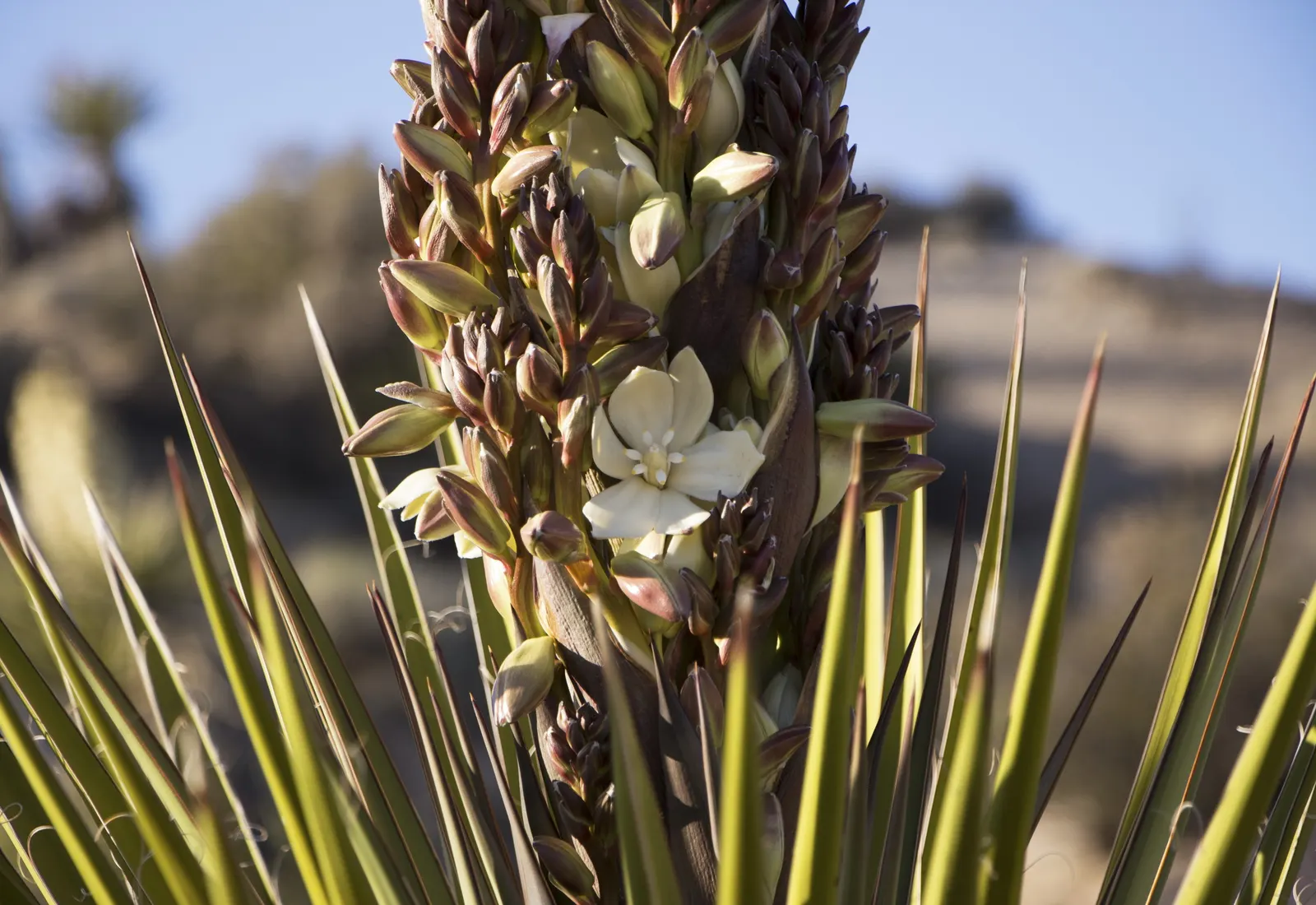 Mohave Yucca (Yucca Schidigera) — pairs well with other desert flora.<br><br>Adaptable and resilient; an infrequent yet deep watering regimen best suits this