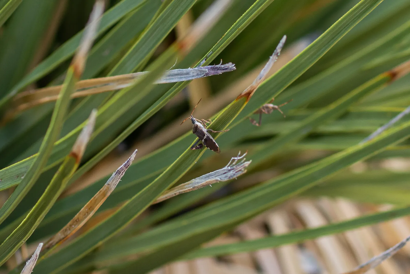 Mohave Yucca (Yucca Schidigera) — sword-shaped leaves are typically about 1.5 to 2 feet long
