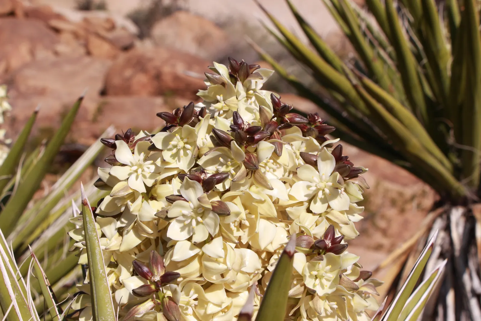Mohave Yucca (Yucca Schidigera) — shrub for full or half
