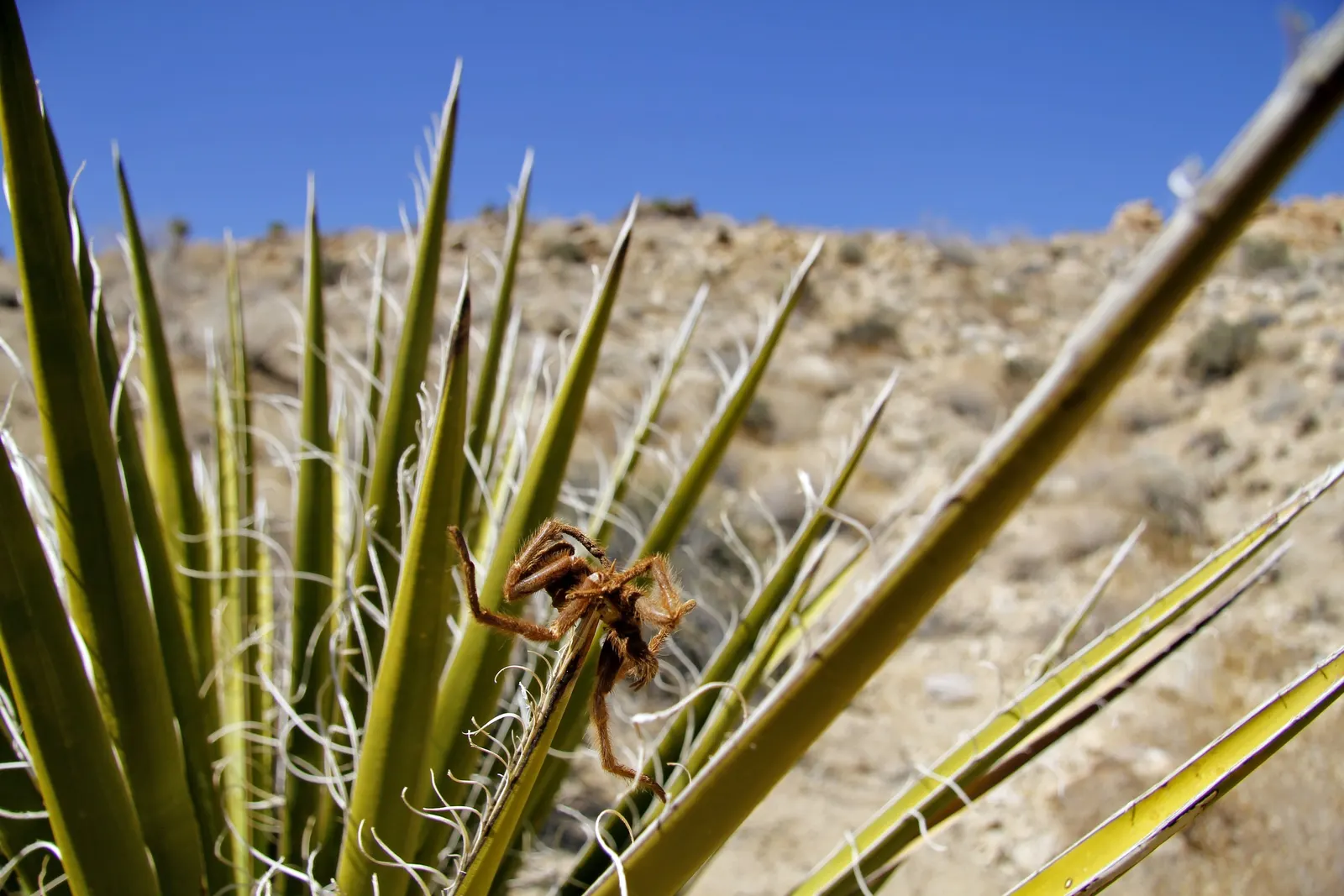 Mohave Yucca (Yucca Schidigera) — pairs well with other desert flora.<br><br>Adaptable and resilient