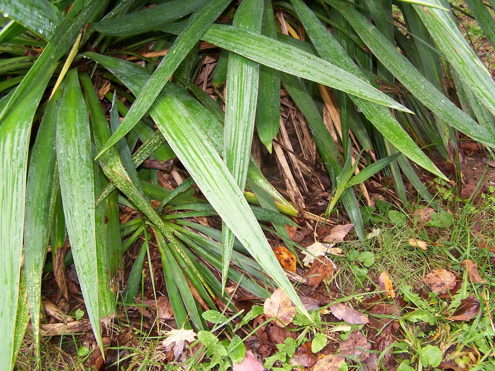 Mohave Yucca (Yucca Schidigera) — especially during extended dry periods; an infrequent yet deep watering regimen best suits this plant, image 75