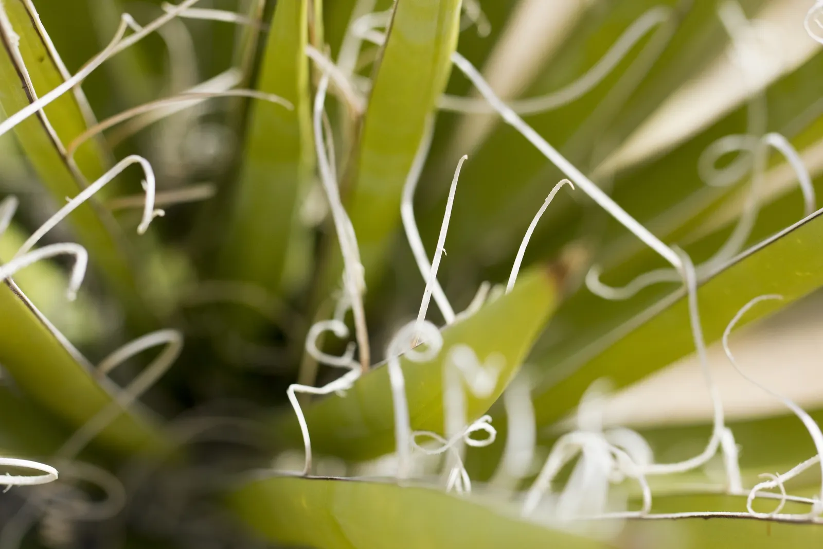 Mohave Yucca (Yucca Schidigera) — especially during extended dry periods