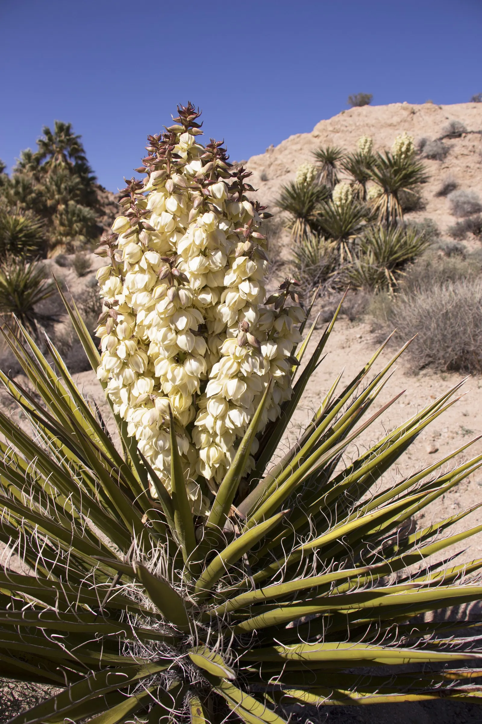 Mohave Yucca (Yucca Schidigera) — note that its sharp leaves should be placed away from pedestrian pathways