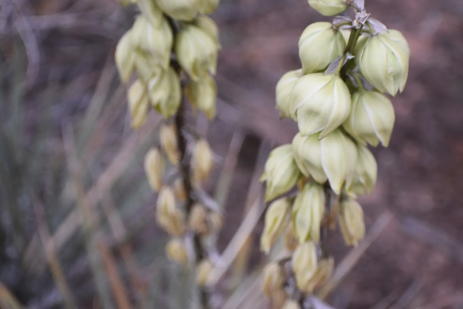 Mohave Yucca (Yucca Schidigera) — The Mohave Yucca, or Yucca schidigera, is a resilient evergreen shrub native to the deserts of the Southwest