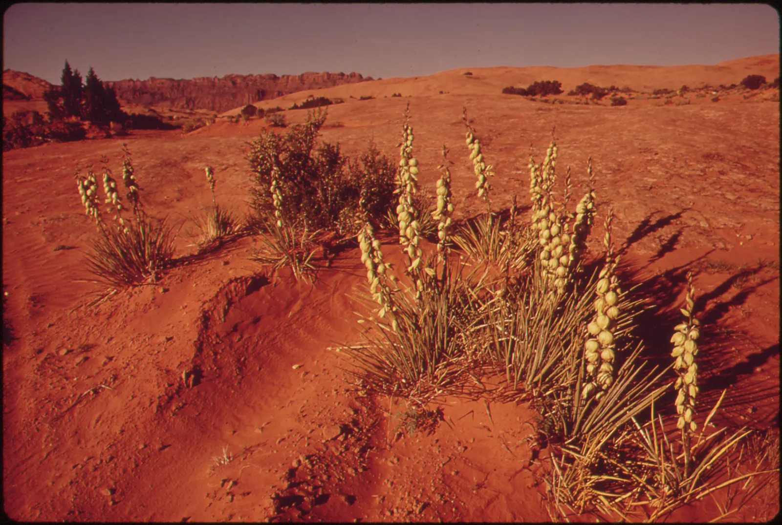 Mohave Yucca (Yucca Schidigera) — Spectacular, bell-shaped white or cream flowers bloom in spring on 3-foot panicles, attracting pollinators, image 61