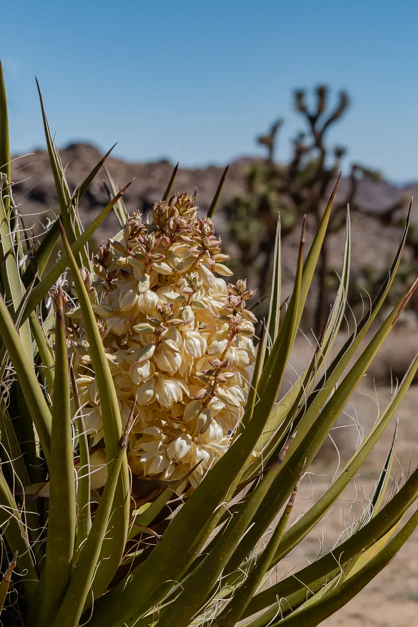 Mohave Yucca (Yucca Schidigera) — due to a bluish-green hue