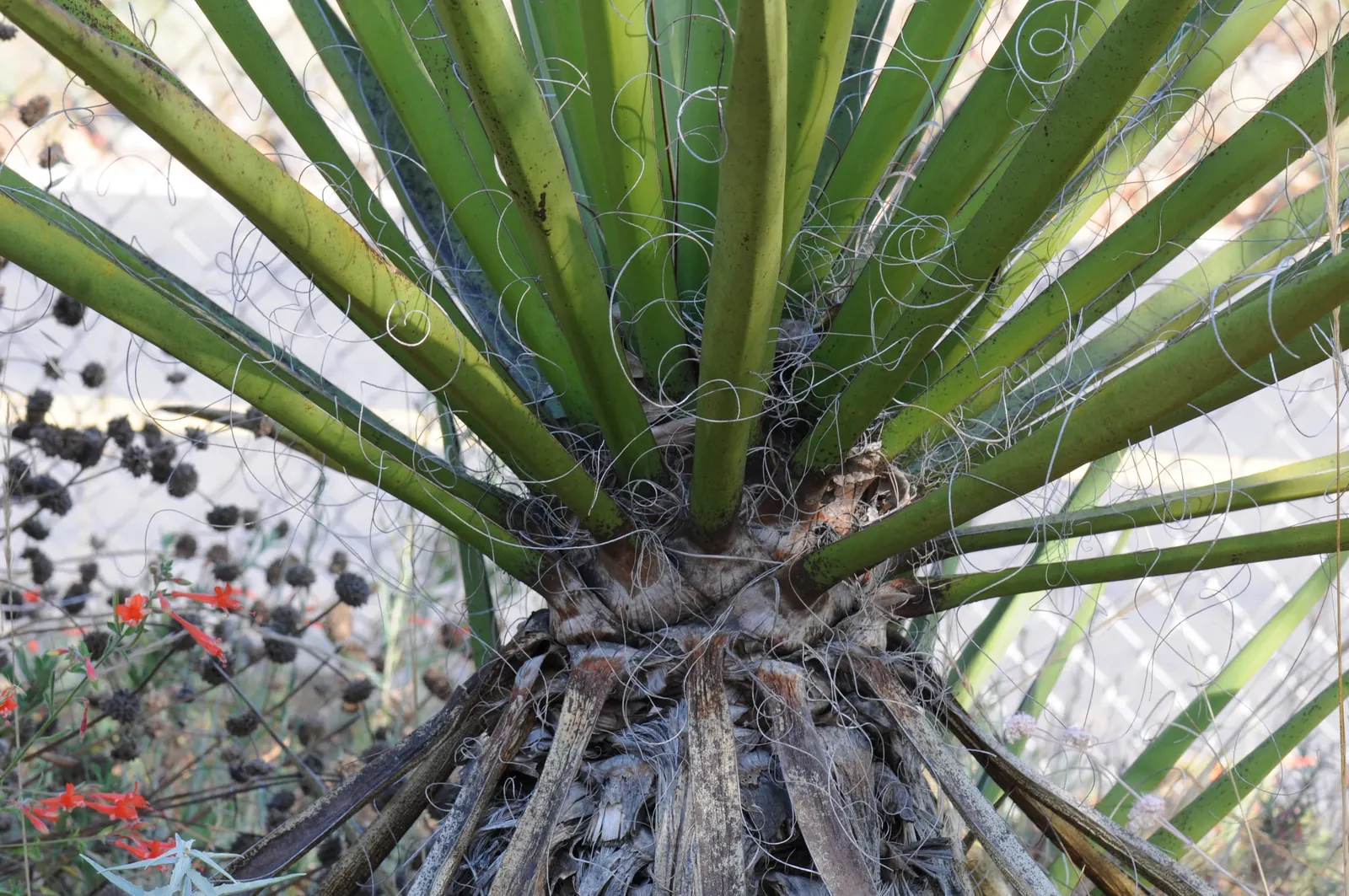 Mohave Yucca (Yucca Schidigera) — An infrequent yet deep watering regimen best suits this plant; sword-shaped leaves are typically about 1.5 to 2 feet long