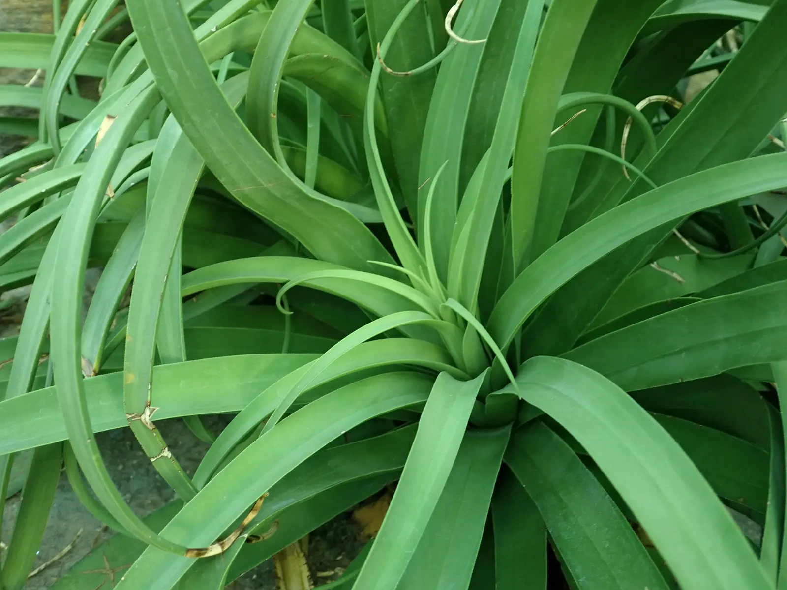 Candelabrum Agave, Spider Agave (Agave Bracteosa) — adapting well to drought conditions