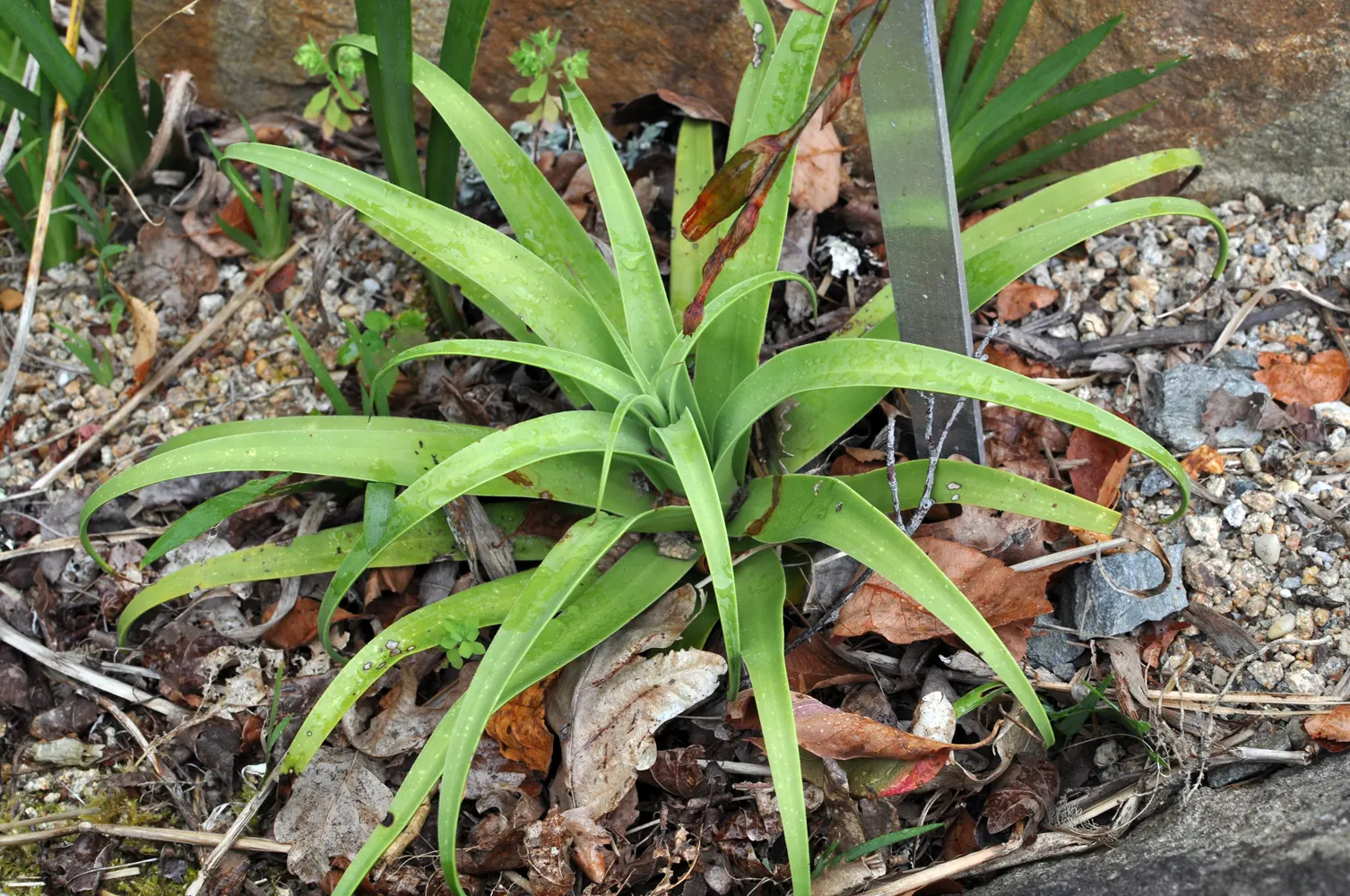 Candelabrum Agave, Spider Agave (Agave Bracteosa) — Its unique, recurving leaves resemble spider legs, making it stand out in xeriscape designs