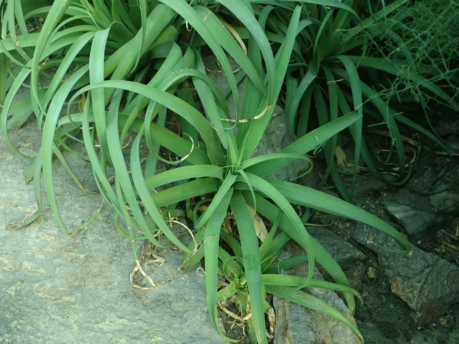 Candelabrum Agave, Spider Agave (Agave Bracteosa) — it thrives in full sun to partial shade and requires minimal water