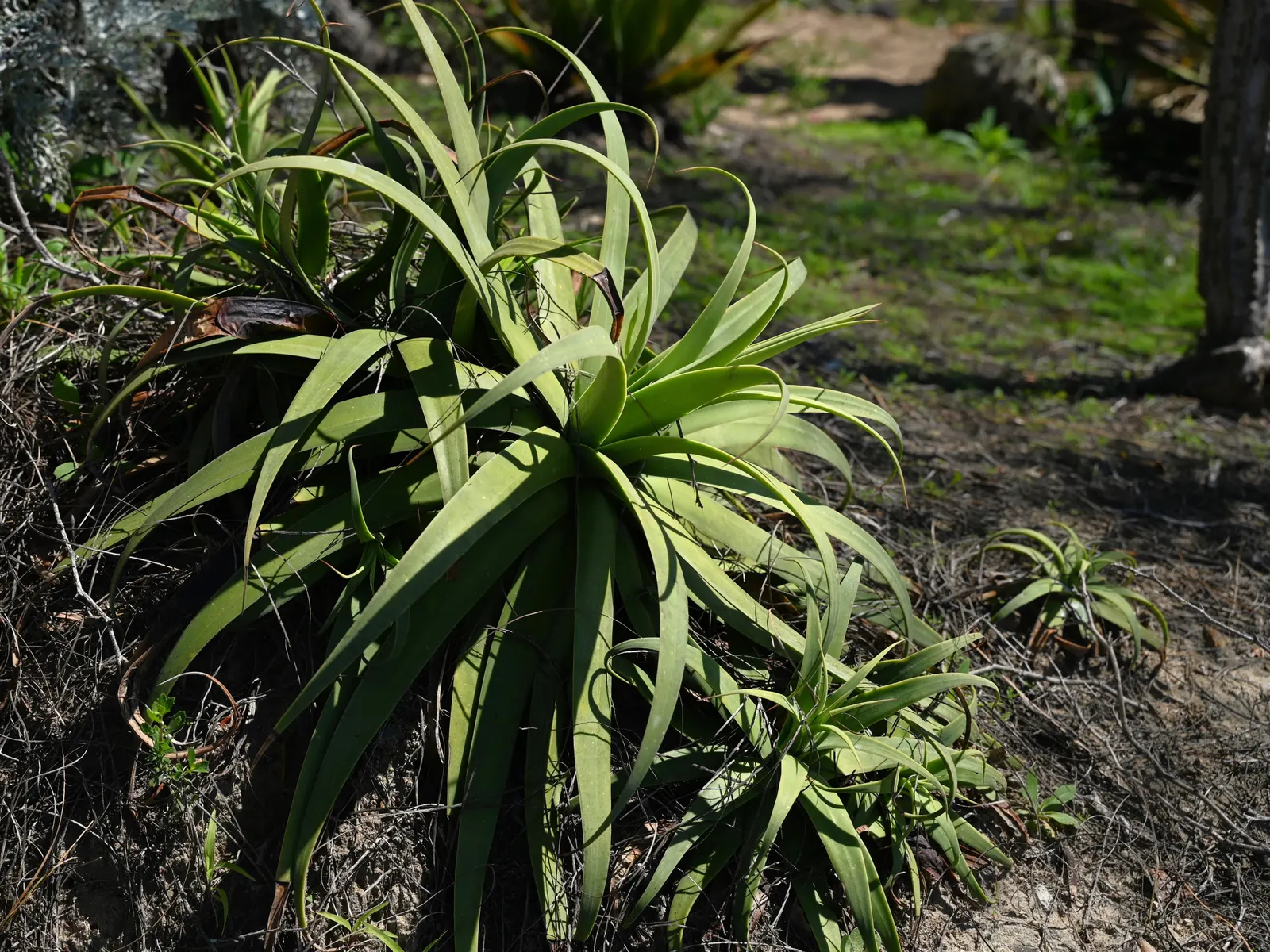 Candelabrum Agave, Spider Agave (Agave Bracteosa) — It forms a rosette of narrow, flexible, spineless leaves, measuring up to 18 inches across
