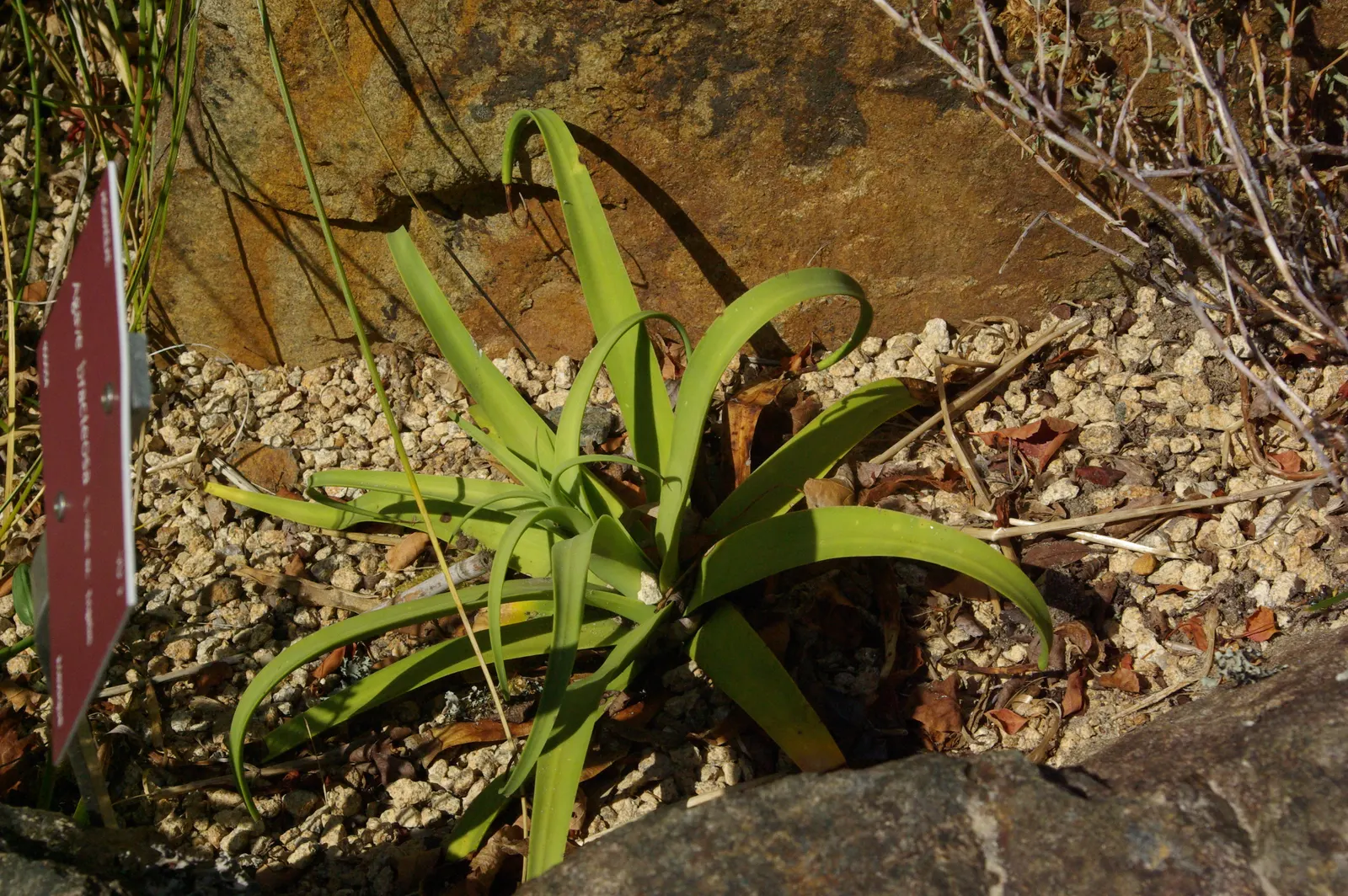 Candelabrum Agave, Spider Agave (Agave Bracteosa) — commonly referred to as the Candelabrum Agave or Spider Agave