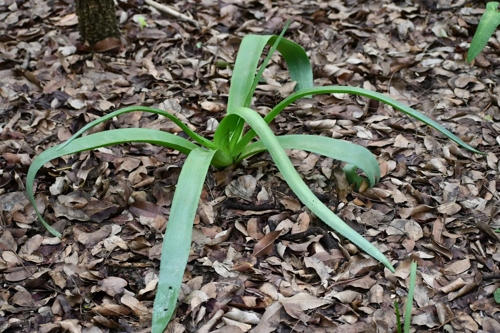 Candelabrum Agave, Spider Agave (Agave Bracteosa) — This agave species stands out due to its unique rosette of spineless
