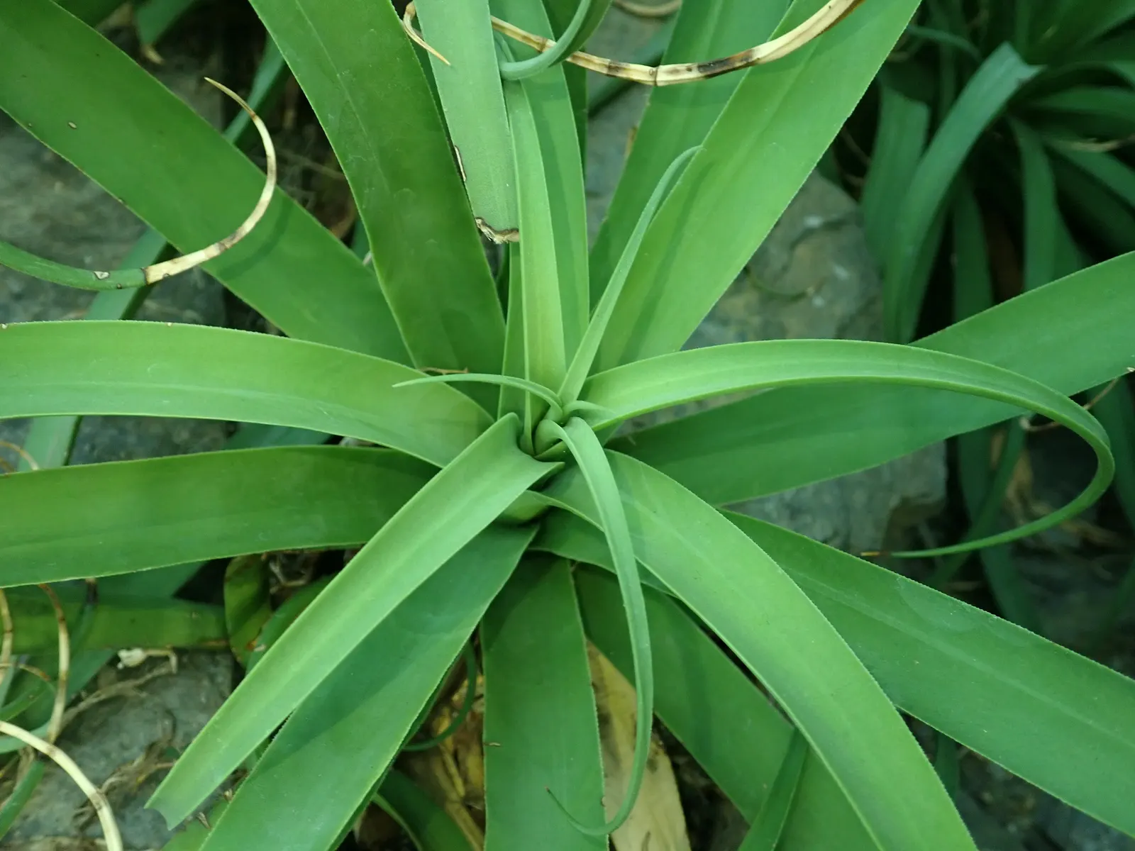 Candelabrum Agave, Spider Agave (Agave Bracteosa) — Agave bracteosa, also known as Candelabrum or Spider Agave, is a striking accent plant