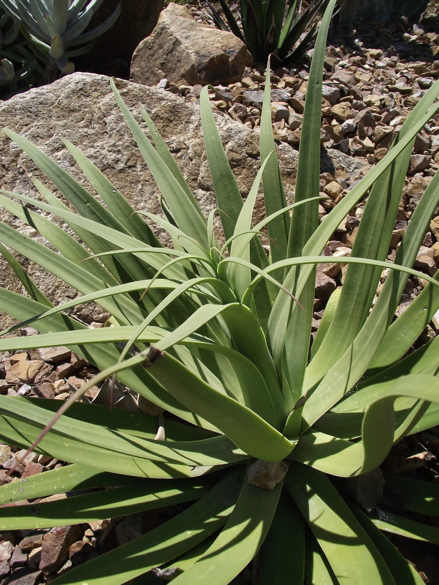 Candelabrum Agave, Spider Agave (Agave Bracteosa) — The leaves\' unusual spiraling shape and slightly twisted appearance evoke the look of spider legs