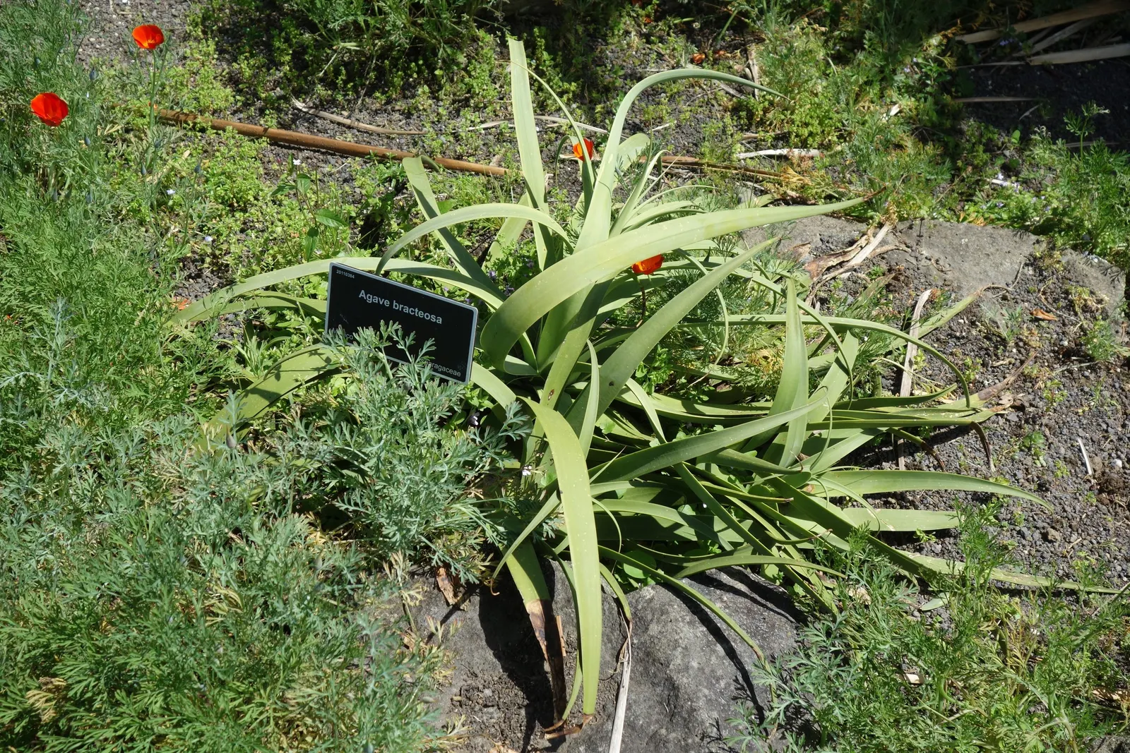 Candelabrum Agave, Spider Agave (Agave Bracteosa) — which can span up to 18 inches in diameter