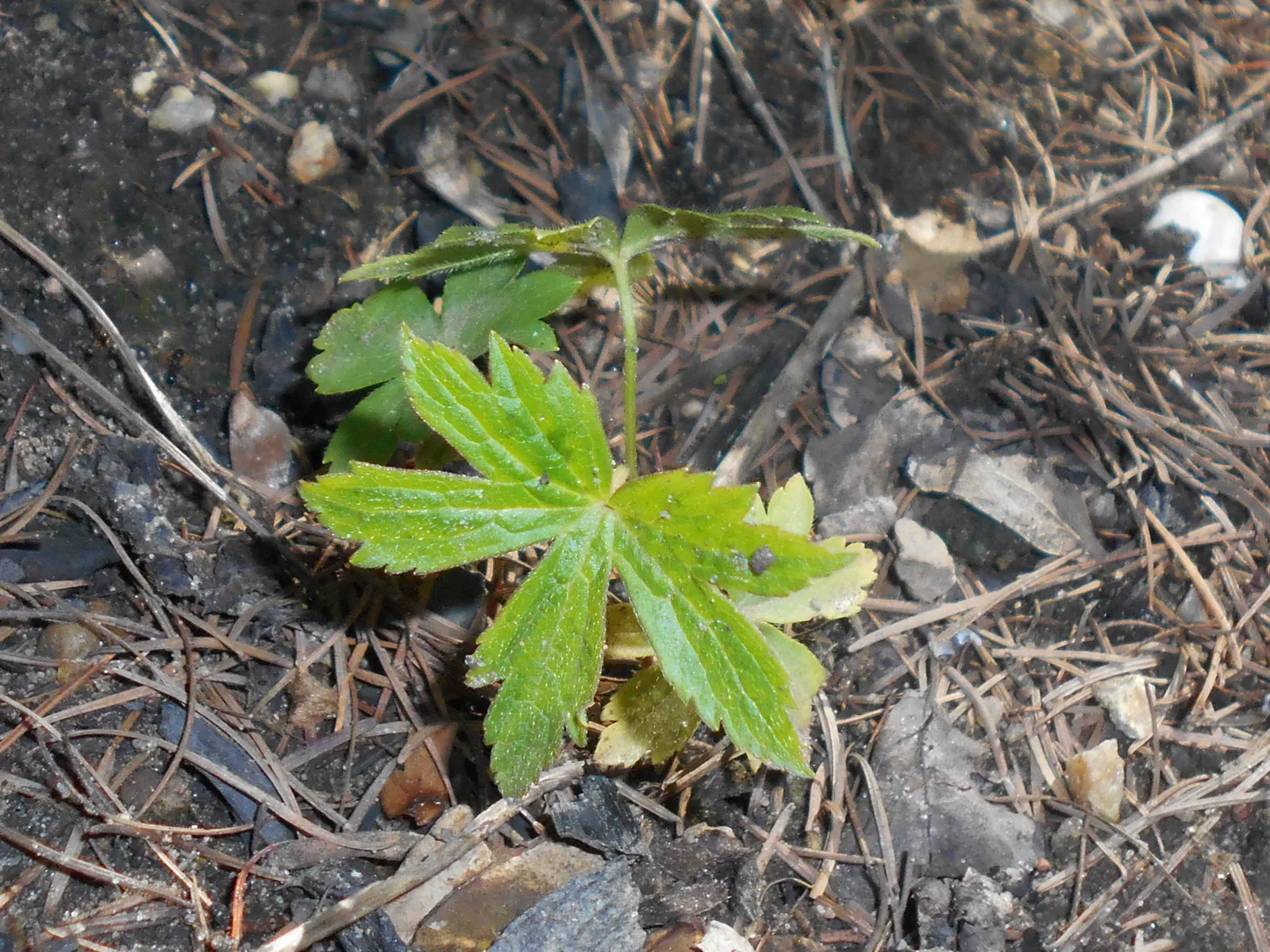 Snowdrop Anemone (Anemone Sylvestris) — It prefers partially shaded to full sun exposure; adding another layer of sensory, image 65