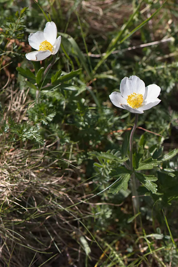 Snowdrop Anemone (Anemone Sylvestris) — pure white flowers measuring about 1 to 1.5 inches in diameter; regular watering is essential during dry periods