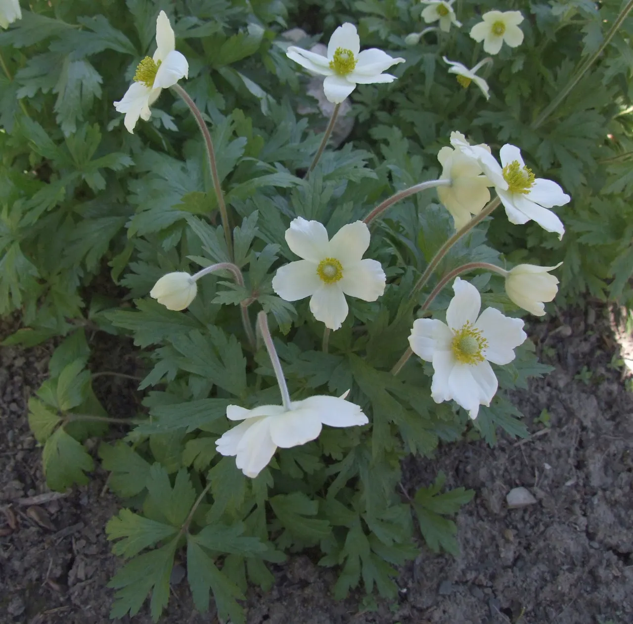 Snowdrop Anemone (Anemone Sylvestris) — but it can tolerate a range of soil conditions.<br><br>The plant features deeply lobed leaves and striking, image 41