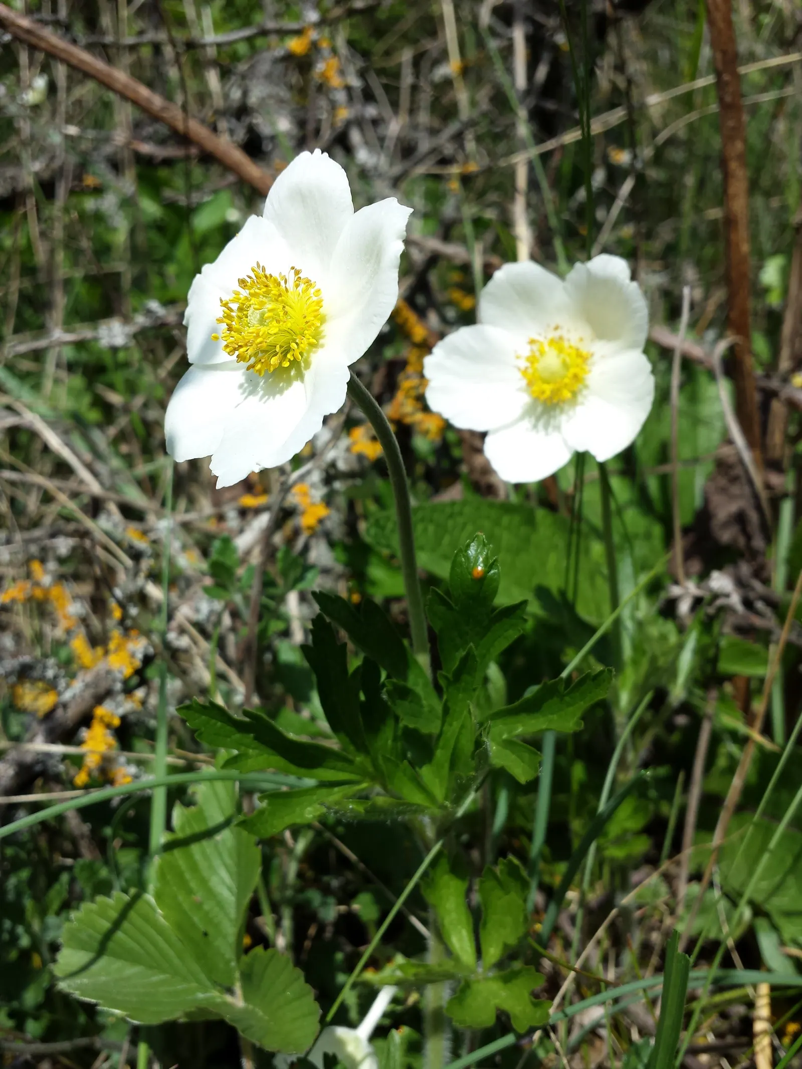 Snowdrop Anemone (Anemone Sylvestris) — adding both aesthetic and practical value to a selected space within their garden; forming an enchanting carpet of