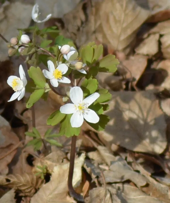 Snowdrop Anemone (Anemone Sylvestris) — also known by its scientific name Anemone sylvestris