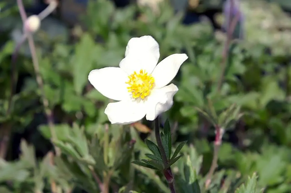 Snowdrop Anemone (Anemone Sylvestris) — and a layer of mulch can help retain soil moisture and buffer temperature fluctuations; which bloom, image 76