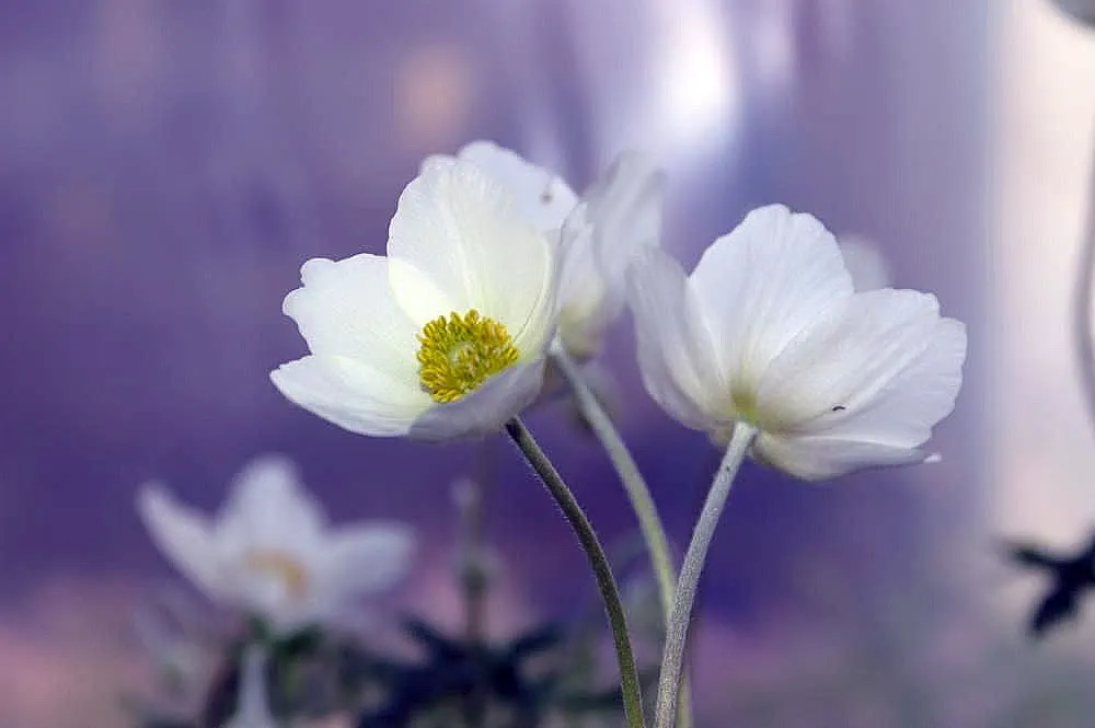 Snowdrop Anemone (Anemone Sylvestris) — which bloom profusely in late spring and offer a sporadic reblooming in autumn
