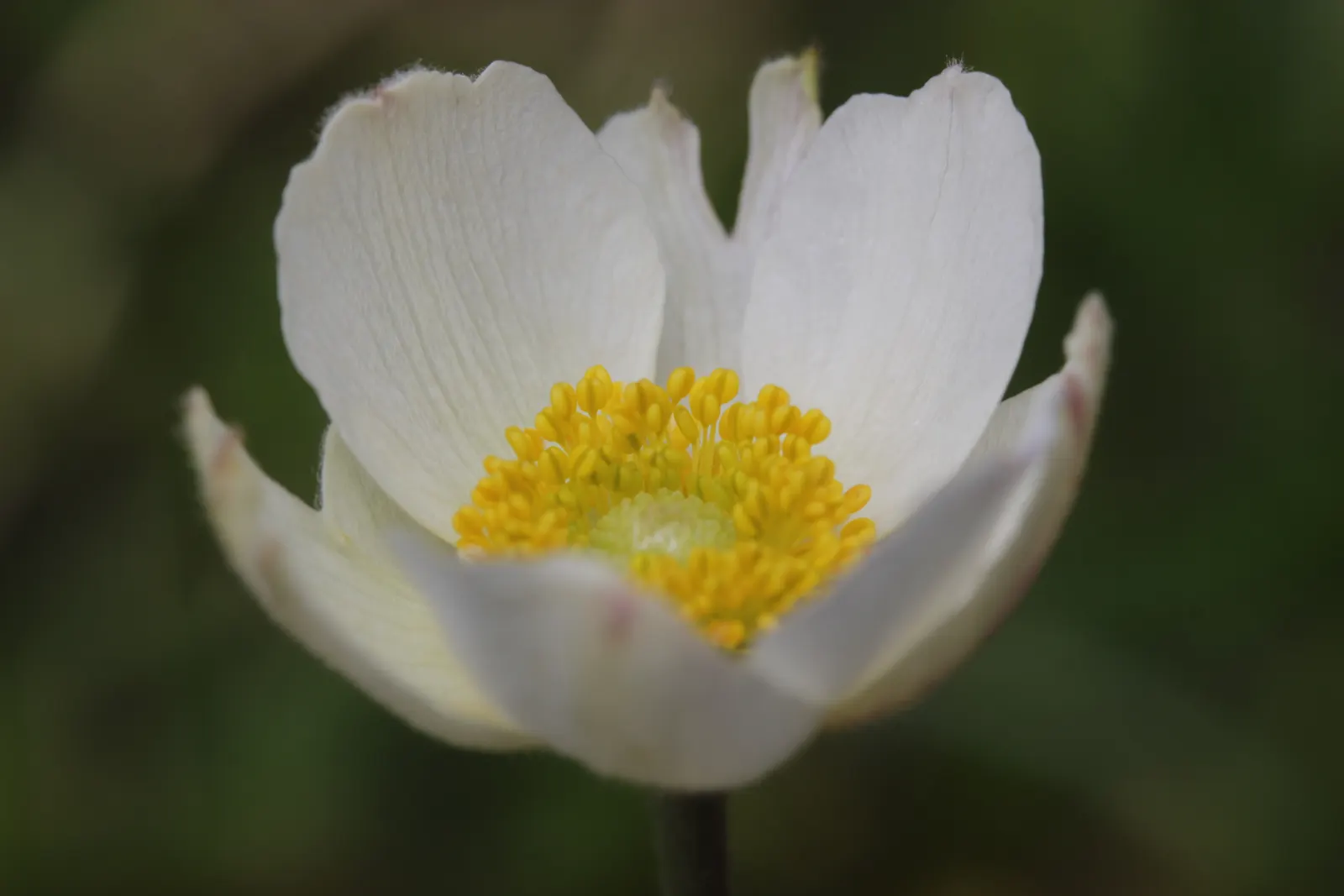 Snowdrop Anemone (Anemone Sylvestris) — forming an enchanting carpet of flowers; providing a delightful contrast that can brighten up any garden, image 57