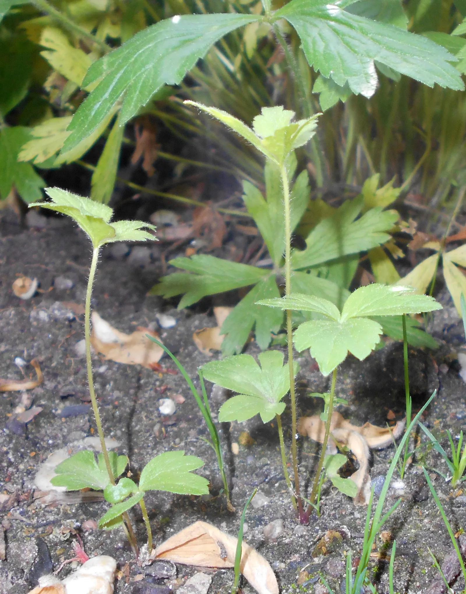 Snowdrop Anemone (Anemone Sylvestris) — is native to European woodlands but has adapted well to similar environments elsewhere; its fragrance is, image 88