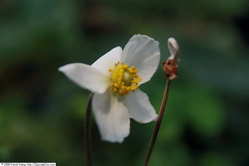 Snowdrop Anemone (Anemone Sylvestris) — It flourishes in USDA Hardiness Zones 4 to 8