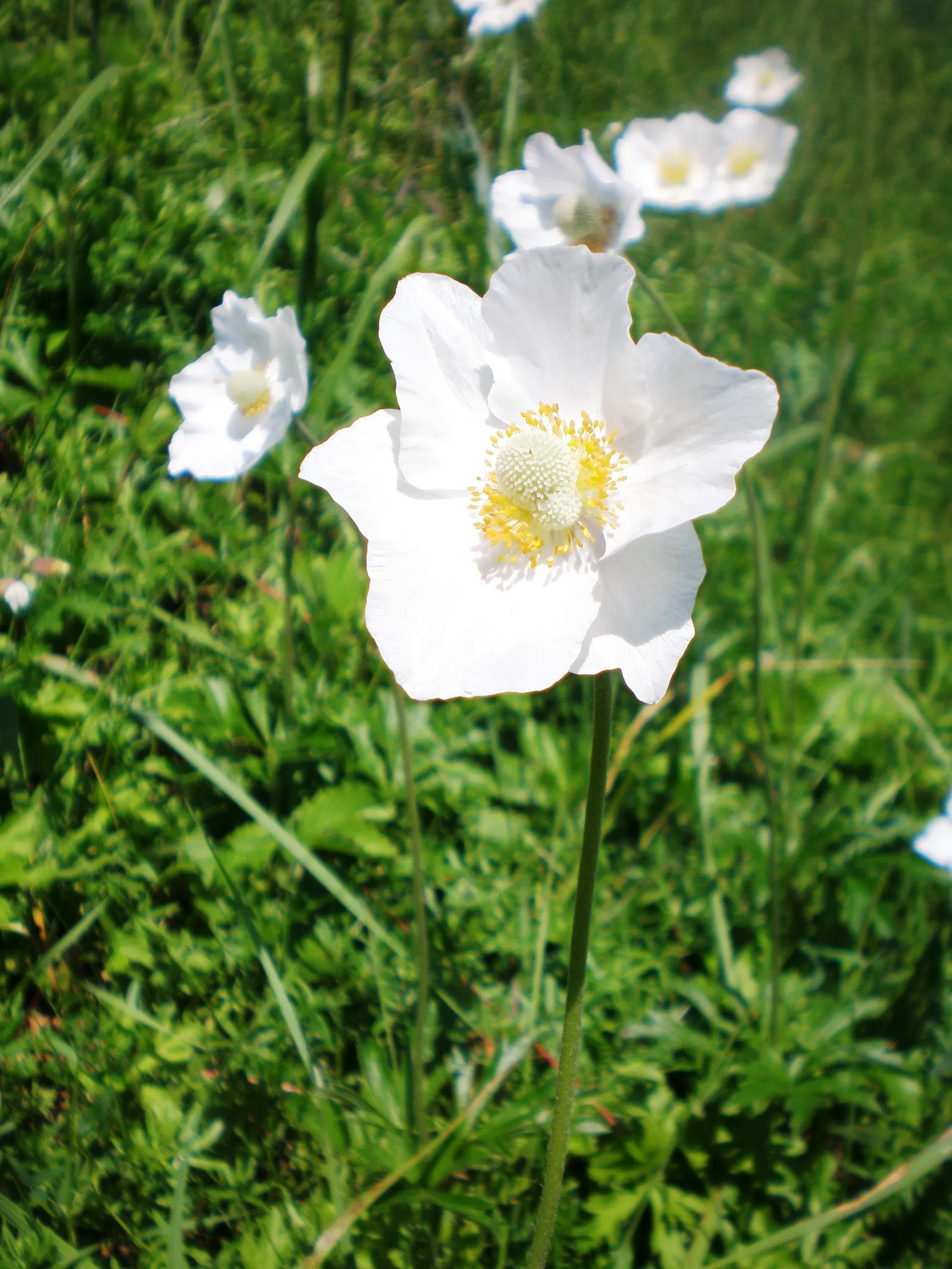 Snowdrop Anemone (Anemone Sylvestris) — which bloom profusely in late spring and offer a sporadic reblooming in autumn; growing 12-18 inches tall and 18-24