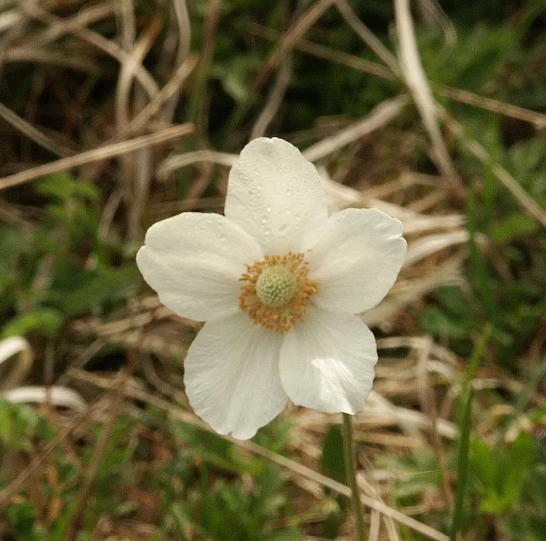 Snowdrop Anemone (Anemone Sylvestris) — Its attractive foliage provides a lush backdrop in woodland gardens or along borders