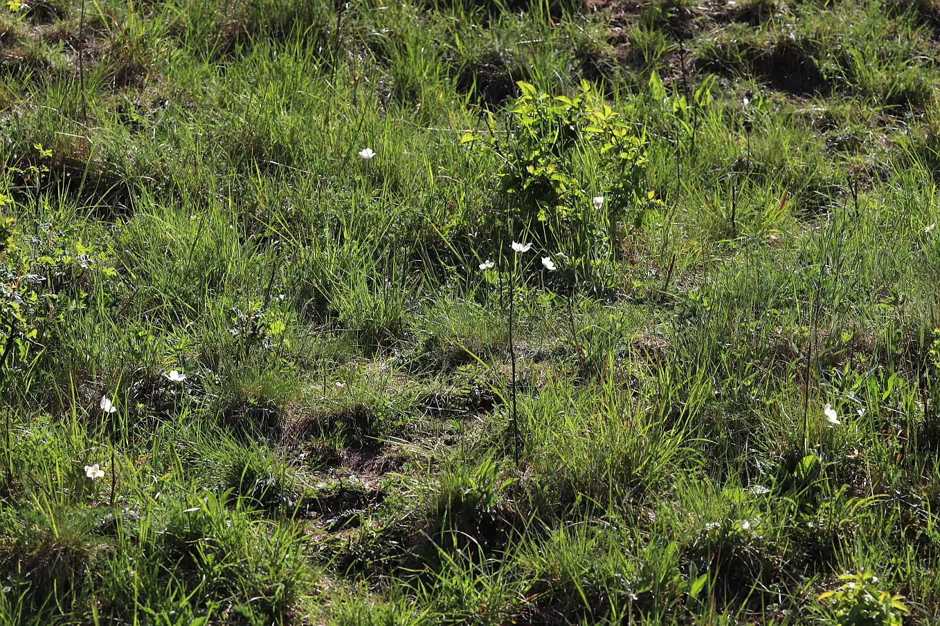 Snowdrop Anemone (Anemone Sylvestris) — Well-drained soil with moderate fertility is ideal; is native to European woodlands but has adapted well to similar