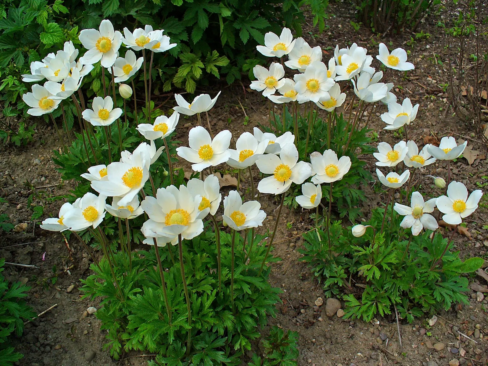 Snowdrop Anemone (Anemone Sylvestris) — Its fragrance is subtle yet present; and a layer of mulch can help retain soil moisture and buffer temperature