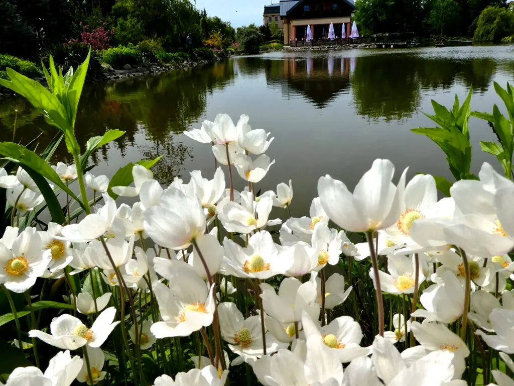 Snowdrop Anemone (Anemone Sylvestris) — but it can tolerate a range of soil conditions.<br><br>The plant features deeply lobed leaves and striking, image 68