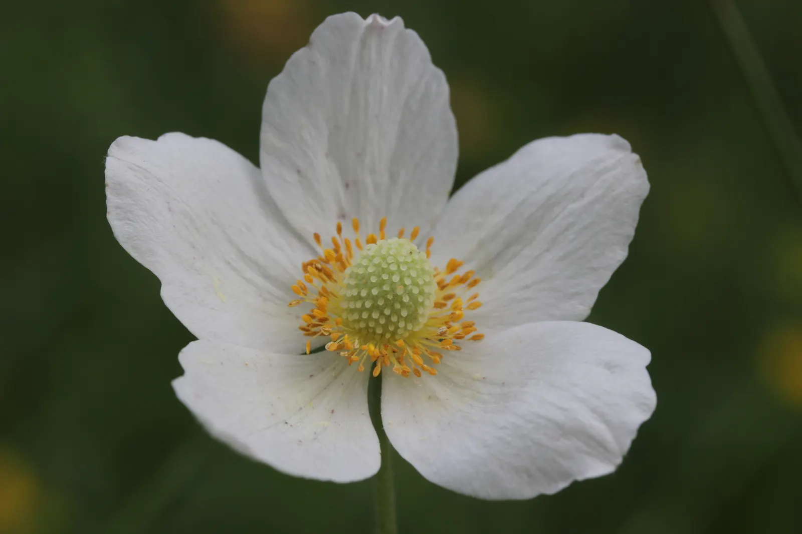 Snowdrop Anemone (Anemone Sylvestris) — ground cover / perennial with white blooms; each flower is composed of five snowy petals surrounding a, image 80
