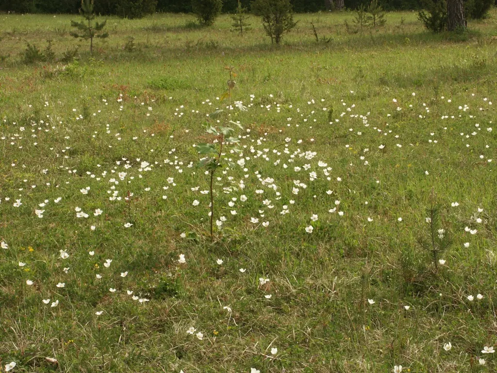 Snowdrop Anemone (Anemone Sylvestris) — and a layer of mulch can help retain soil moisture and buffer temperature fluctuations; which bloom profusely in late