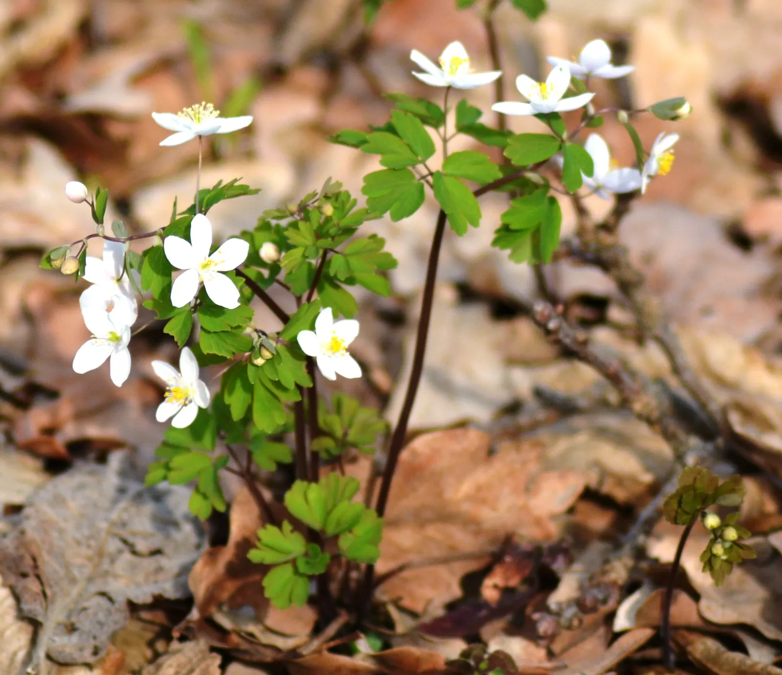 Snowdrop Anemone (Anemone Sylvestris) — ground cover / perennial with white blooms; each flower is composed of five snowy petals surrounding a central cluster