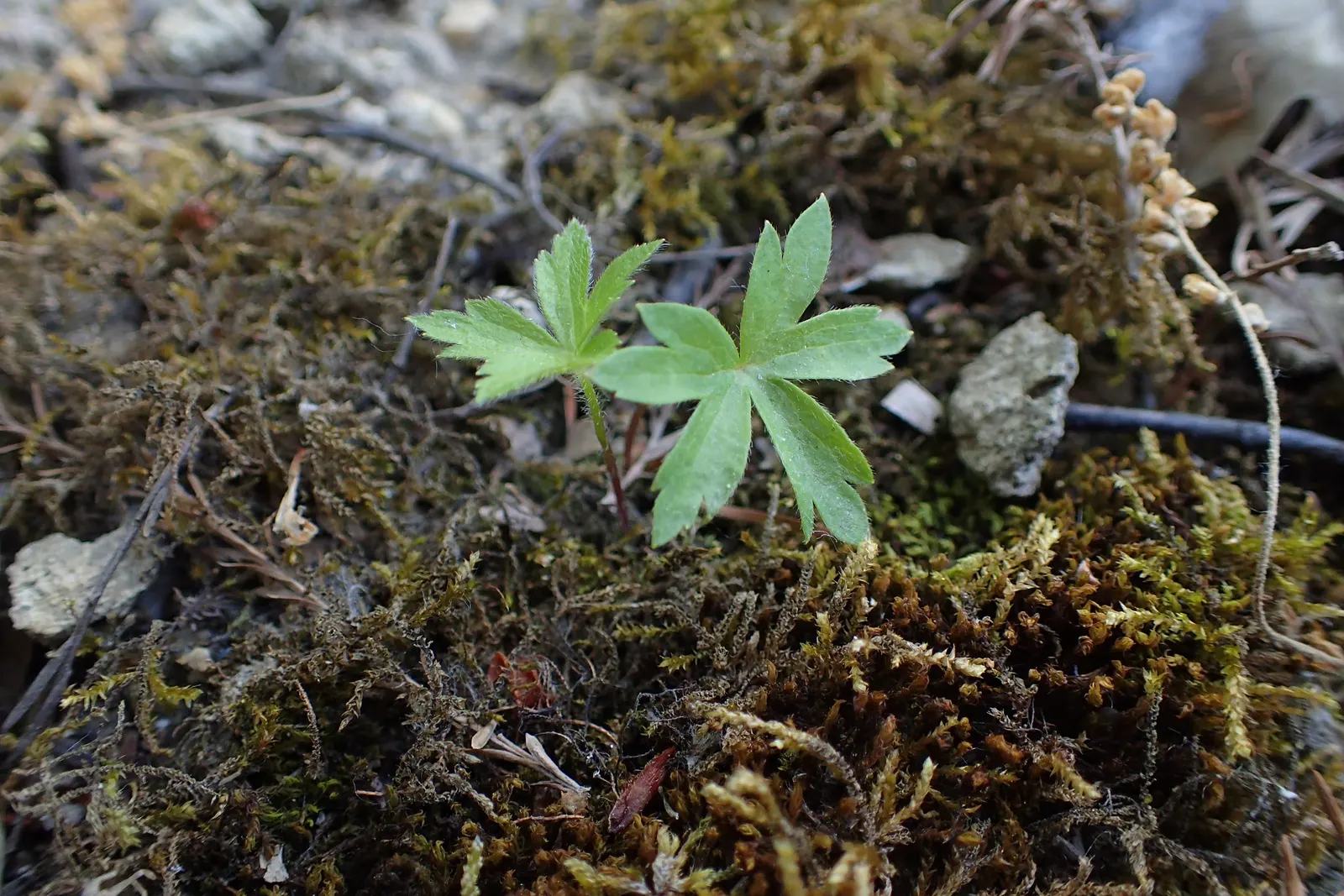 Snowdrop Anemone (Anemone Sylvestris) — belonging to the buttercup family (Ranunculaceae)