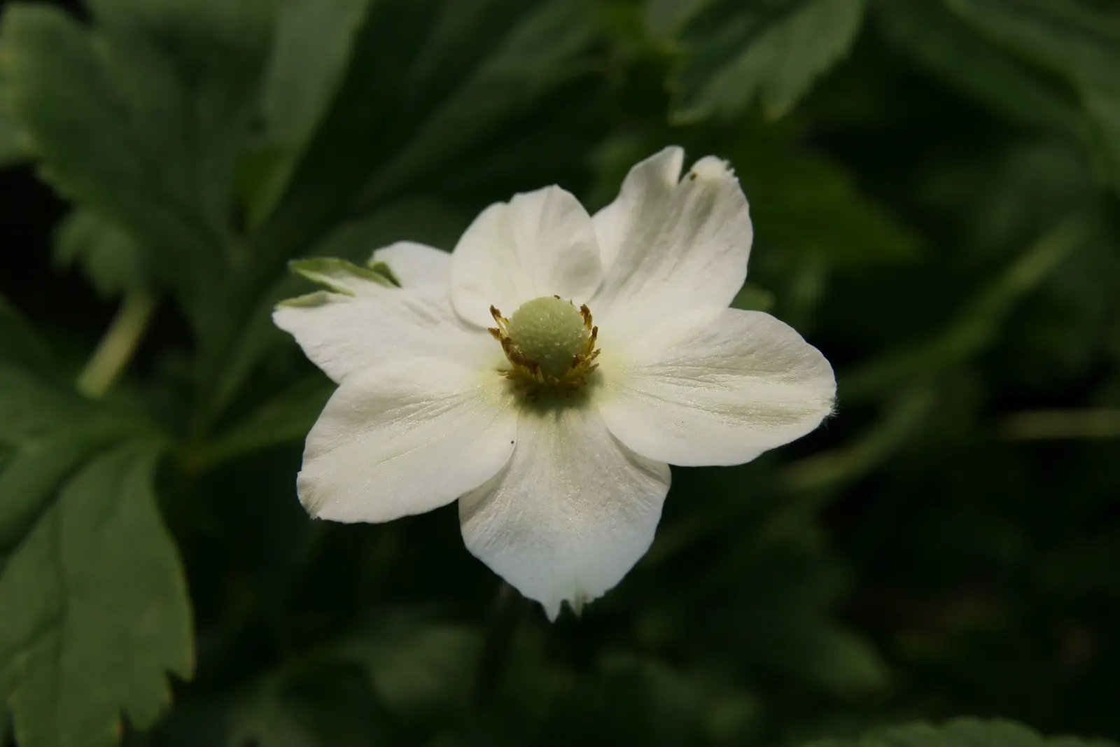 Snowdrop Anemone (Anemone Sylvestris) — Growing 12-18 inches tall and 18-24 inches wide, it thrives in partial shade and well-drained soil; ideal, image 82