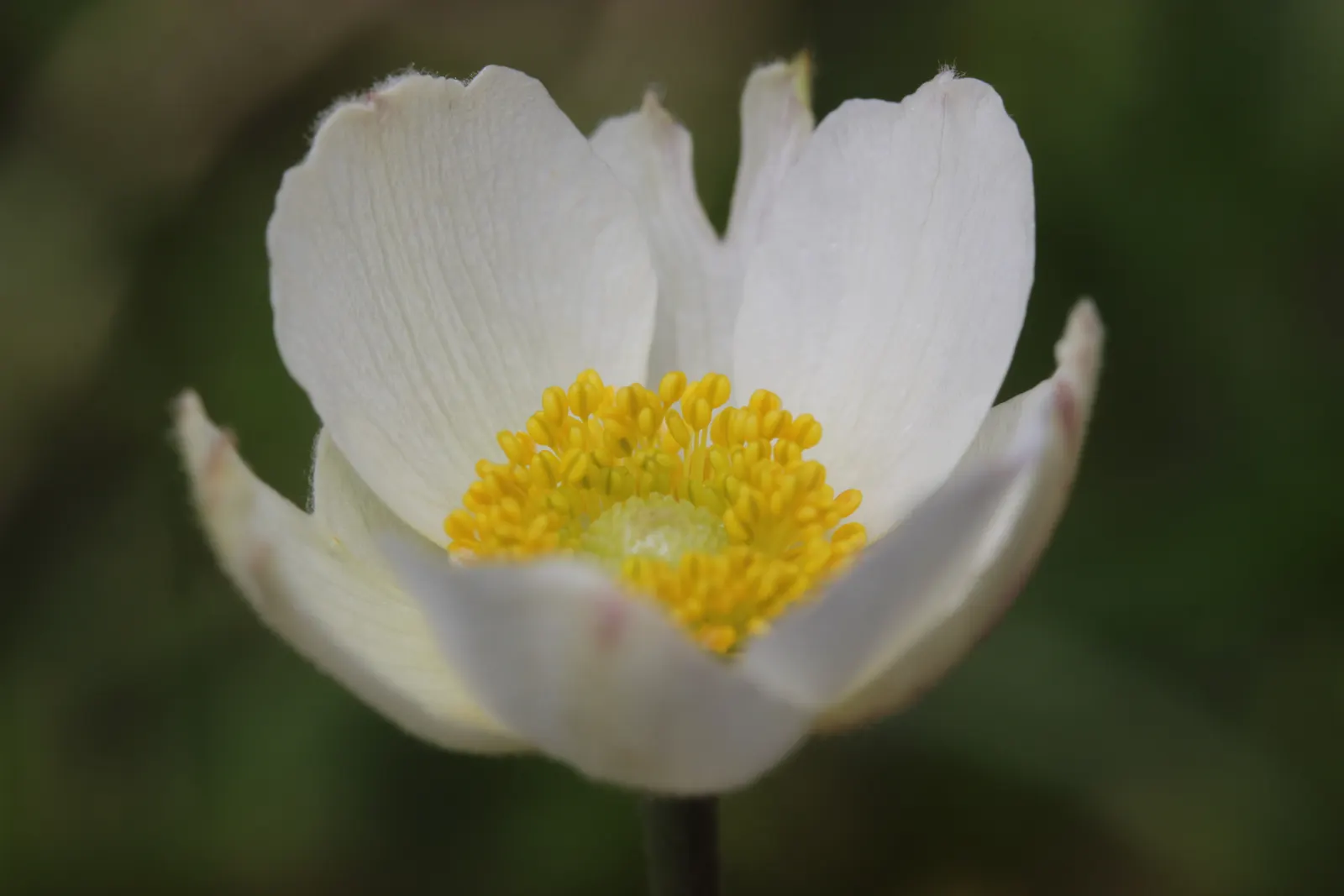 Snowdrop Anemone (Anemone Sylvestris) — with dappled sunlight replicating its native woodland habitat; ground cover / perennial for full or half or, image 66