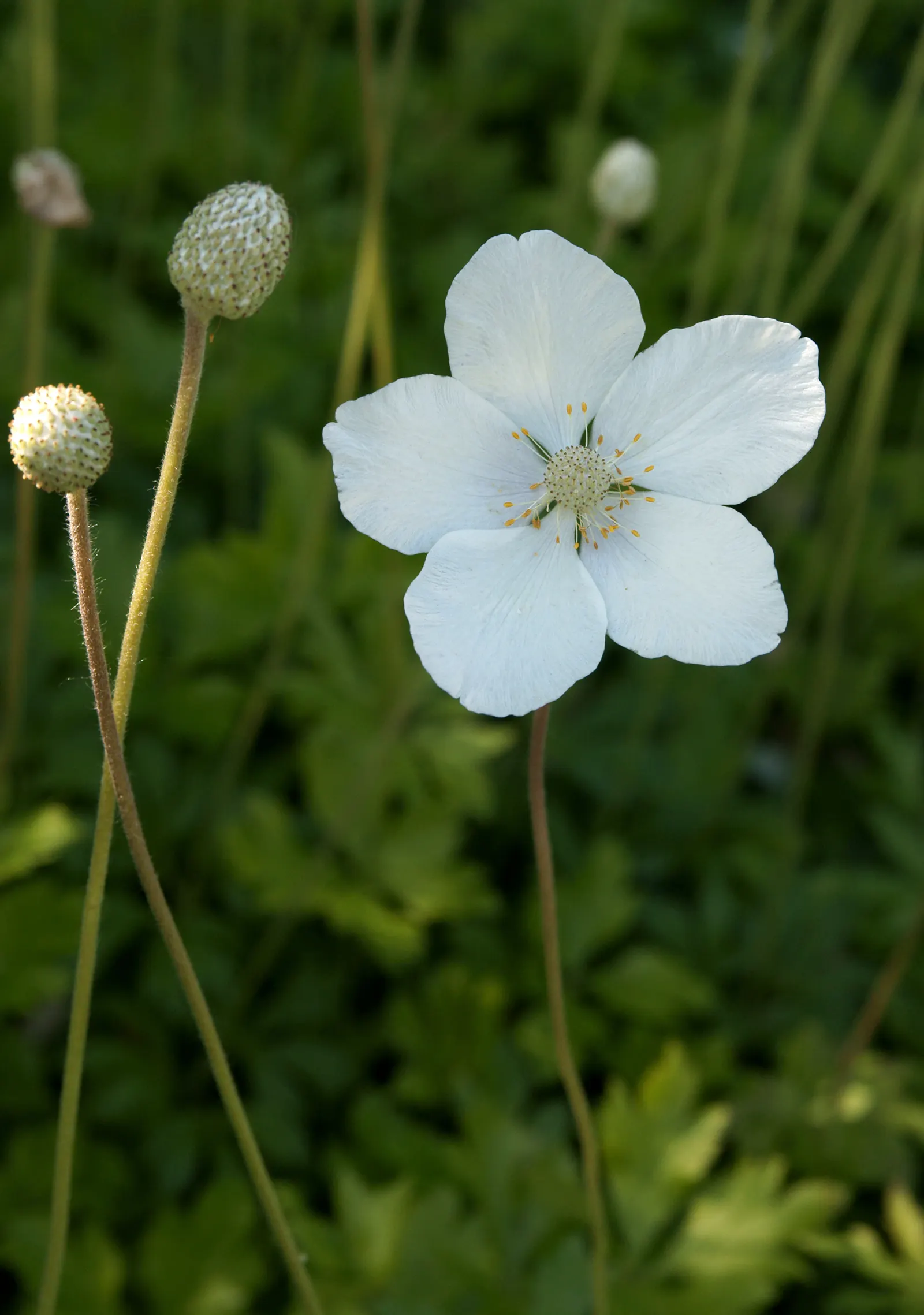 Snowdrop Anemone (Anemone Sylvestris) — Anemone sylvestris presents a compact growth habit; belonging to the buttercup family (Ranunculaceae)