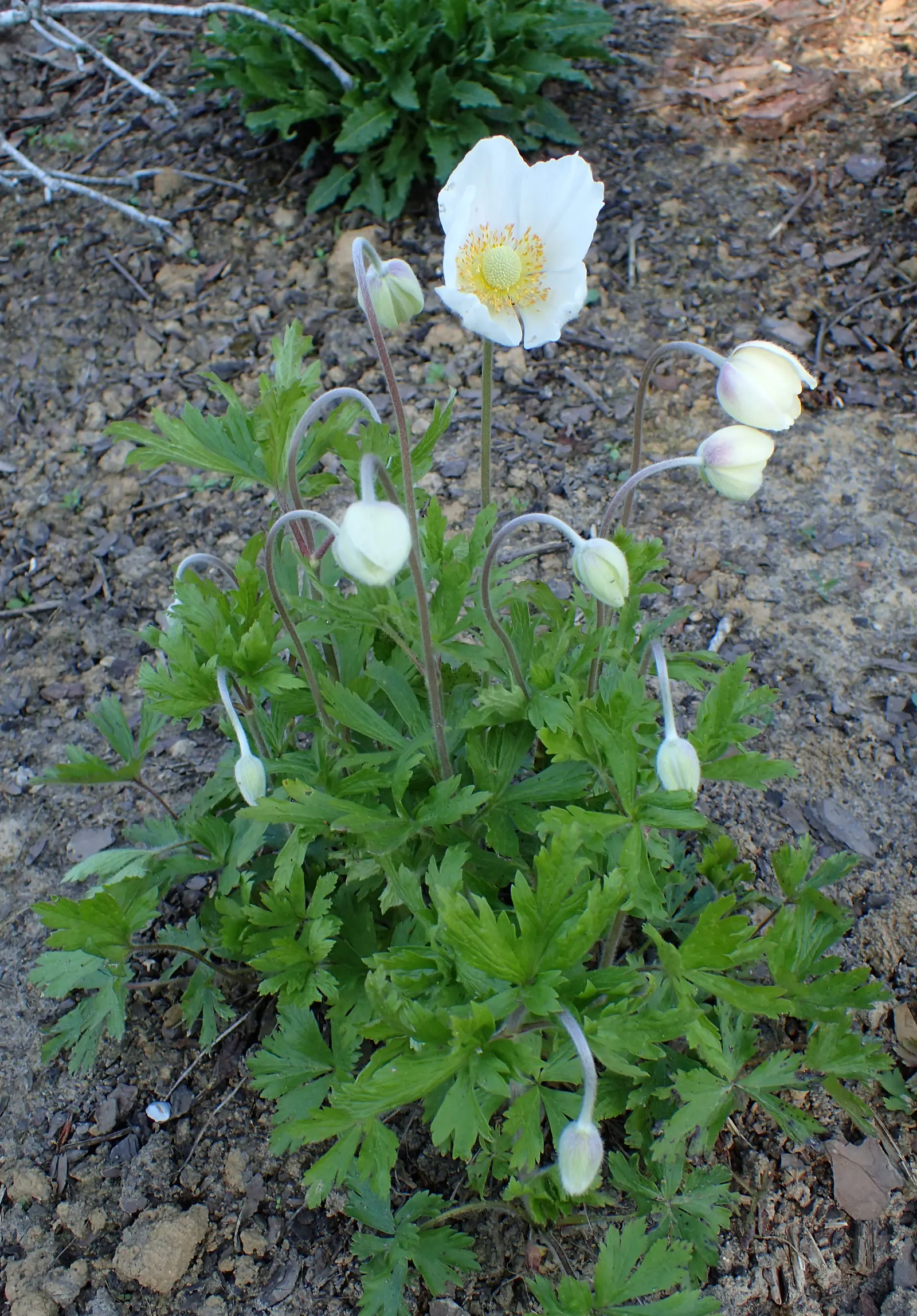 Snowdrop Anemone (Anemone Sylvestris) — It prefers partially shaded to full sun exposure