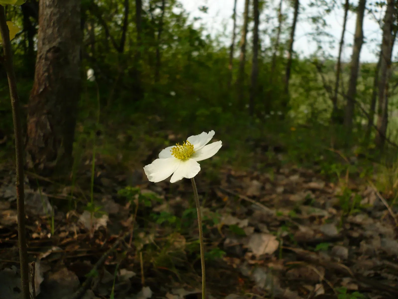 Snowdrop Anemone (Anemone Sylvestris) — also known by its scientific name Anemone sylvestris, image 86