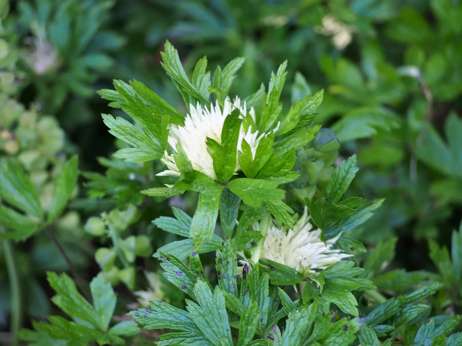 Snowdrop Anemone (Anemone Sylvestris) — ideal for naturalistic or cottage-style landscapes; white flowers in the garden, image 58