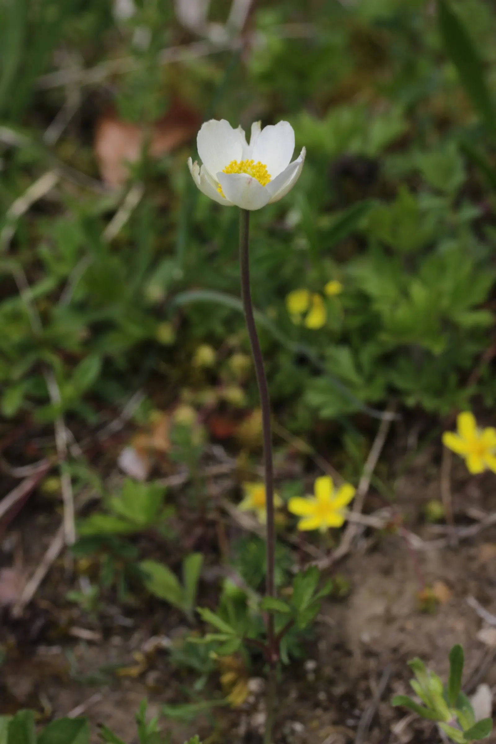 Snowdrop Anemone (Anemone Sylvestris) — Well-drained soil with moderate fertility is ideal; is native to European woodlands but has adapted well to, image 67