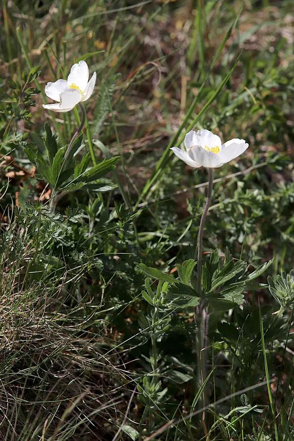 Snowdrop Anemone (Anemone Sylvestris) — It flourishes in USDA Hardiness Zones 4 to 8; ground cover / perennial with white blooms, image 62