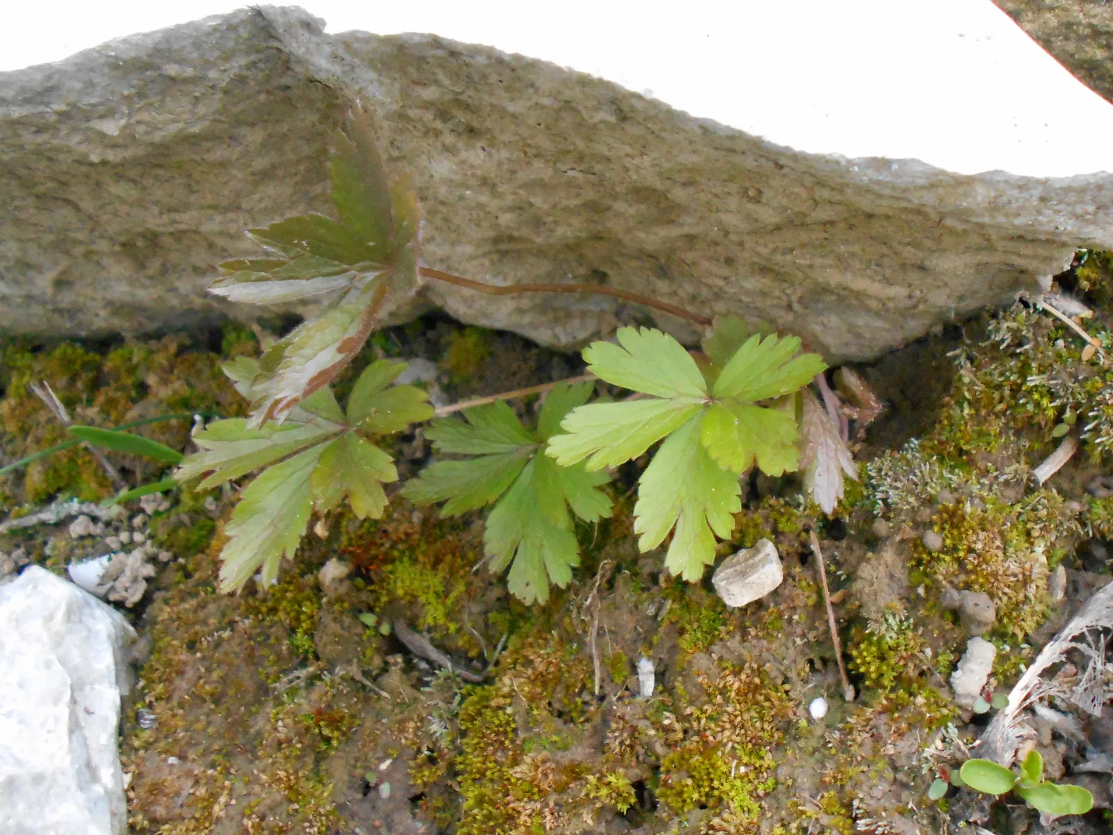 Snowdrop Anemone (Anemone Sylvestris) — pure white flowers measuring about 1 to 1.5 inches in diameter; regular watering is essential during dry, image 69